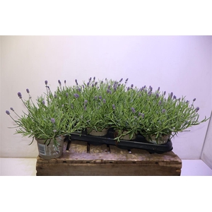 arr8 Lavan An Essence Pur