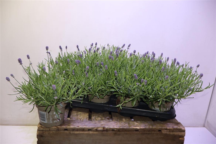 <h4>Lavan An Essence Pur</h4>