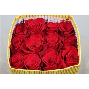 Rosa GR 'Freedom'