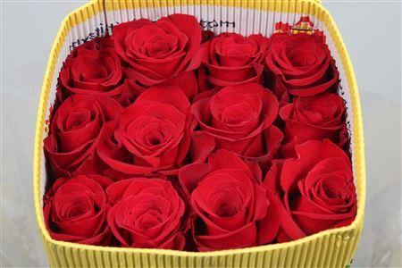 <h4>Rosa GR 'Freedom'</h4>