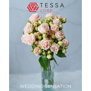 R TR WEDDING SENSATION Tessa