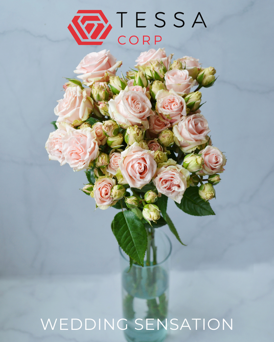 <h4>R TR WEDDING SENSATION</h4>