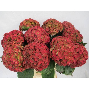 HYDR M ROY ANASTA CL