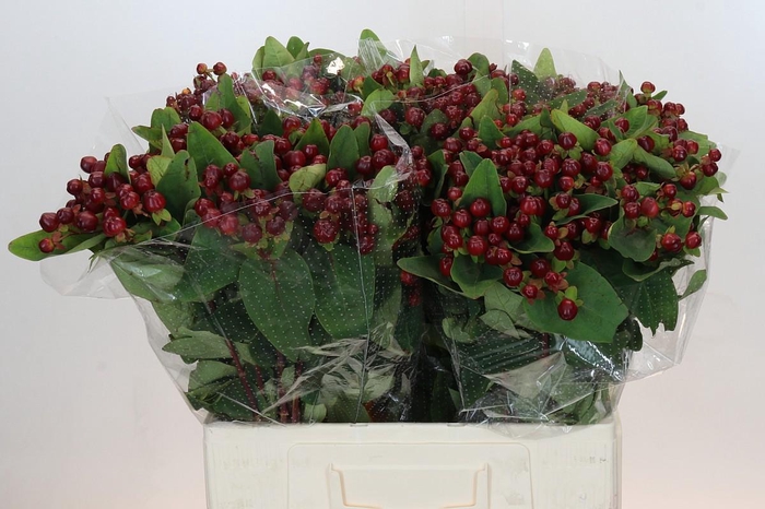 Hypericum Magical Cherry Brown