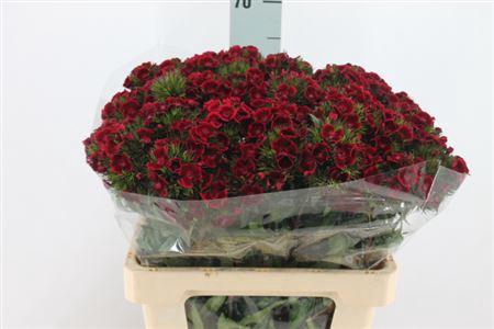 <h4>Di Barb Jolly X50 55cm</h4>