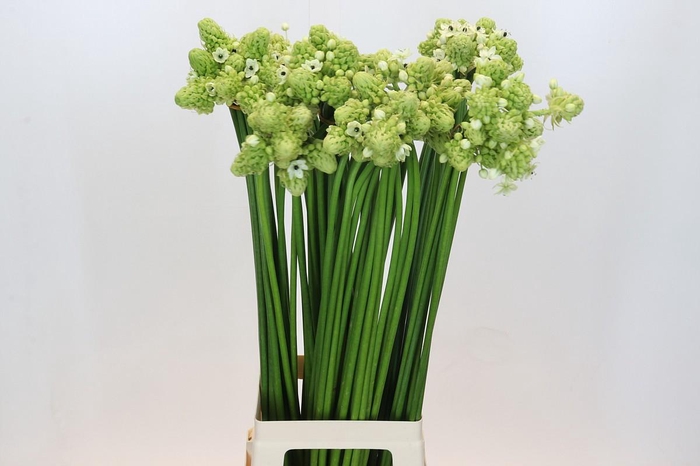 <h4>Ornithogalum Saundersiae</h4>