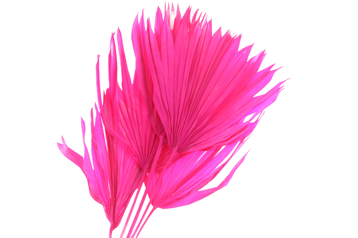 <h4>Palm Sun Cerise</h4>