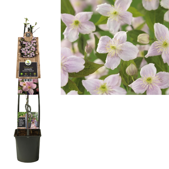 <h4>Clematis montana 'Mayleen' 3.0 label C5</h4>