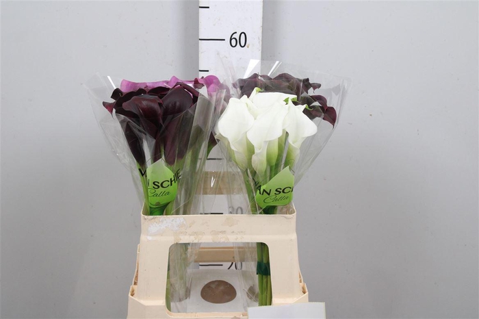 <h4>Zanted Gem In Fust</h4>