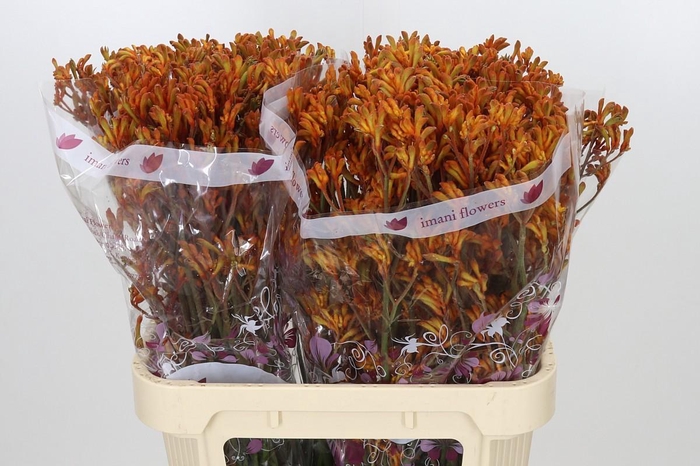 <h4>Anigozanthos Orange</h4>