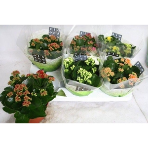Gevuld 15 cm gemengd 4 kleuren