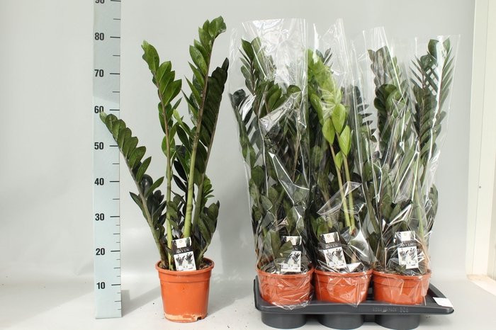 <h4>ZAMIO RAVEN</h4>