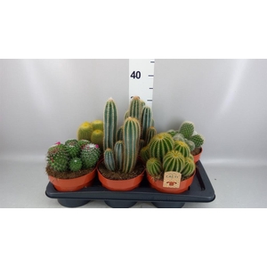 Cactus   ...mix