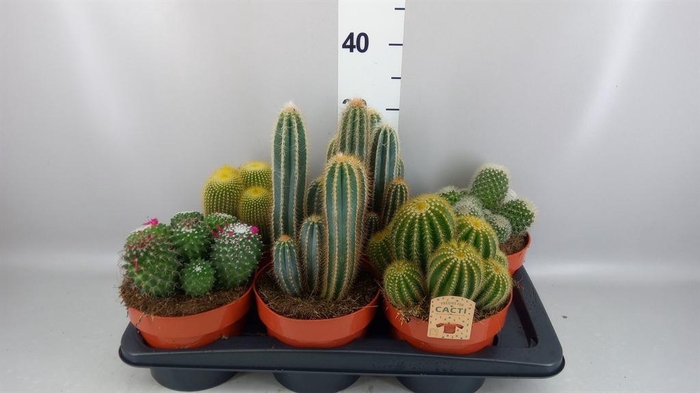 <h4>Cactus   ...mix</h4>