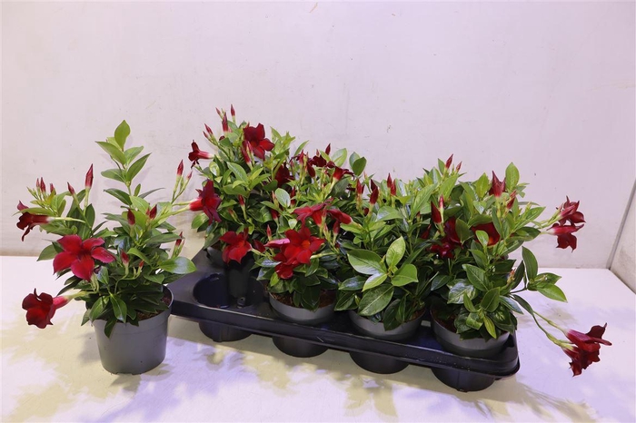 <h4>Mande Rio Deep Red</h4>