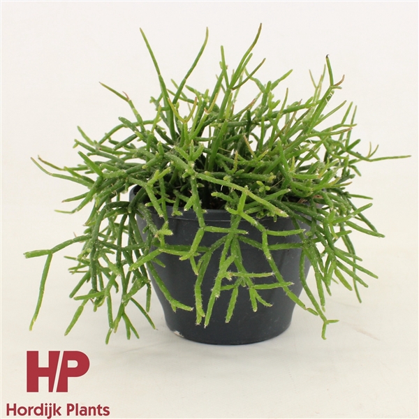 <h4>Rhipsalis burchellii 12cm</h4>