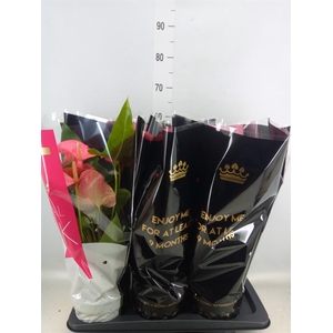 Anthurium andr. 'Maine'