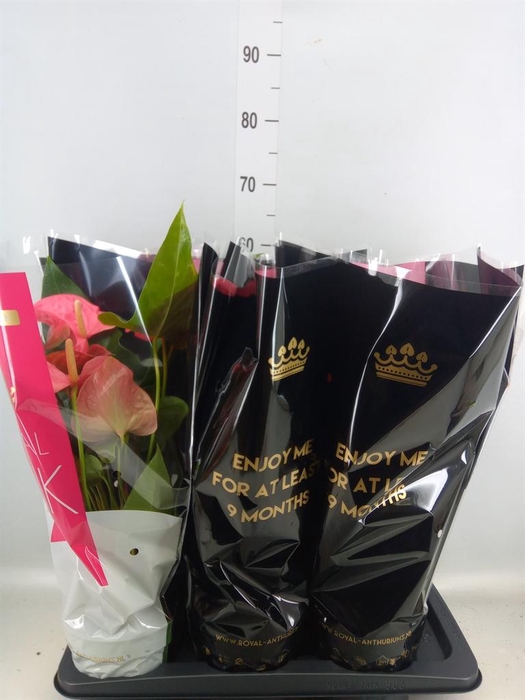 <h4>Anthurium andr. 'Maine'</h4>