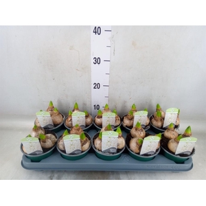 Hyacinthus orie. 'Pearl White'