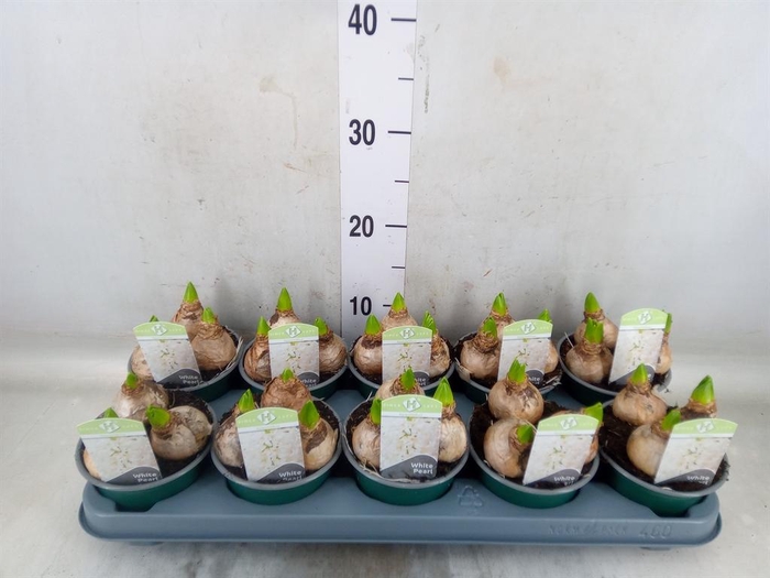 <h4>Hyacinthus orie. 'Pearl White'</h4>