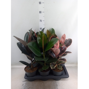 Ficus elastica   ...