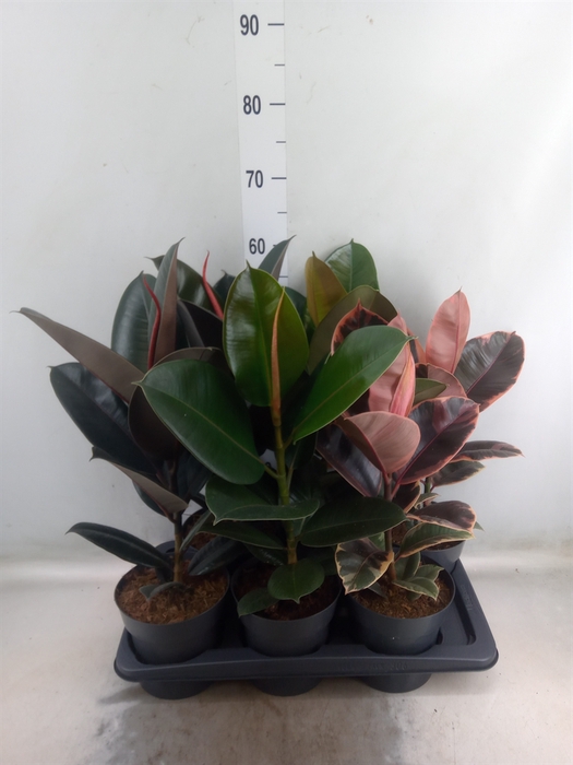 <h4>Ficus elastica   ...</h4>