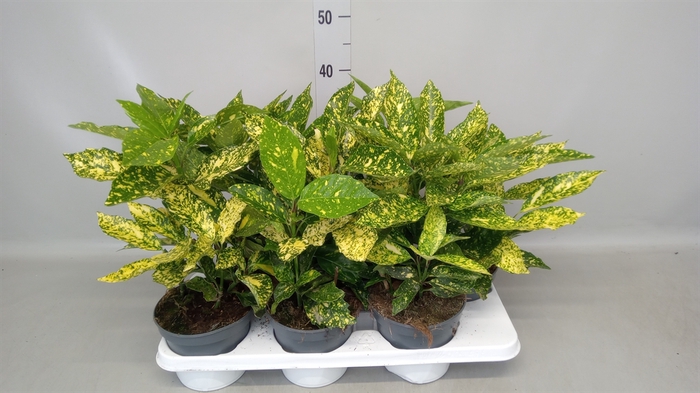 <h4>Aucuba japonica   ...</h4>