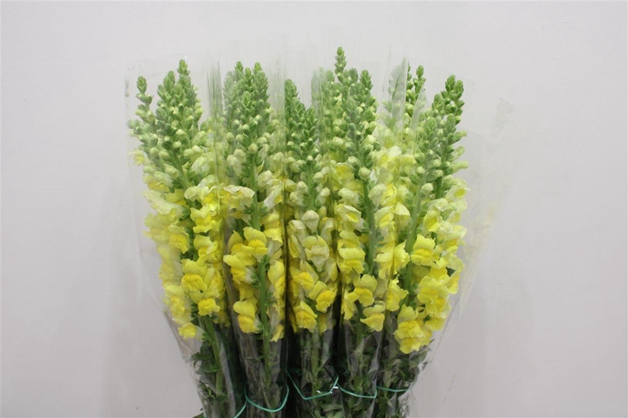 <h4>Antir Overig Yellow</h4>