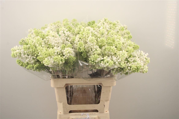 <h4>Syr Stepman White</h4>