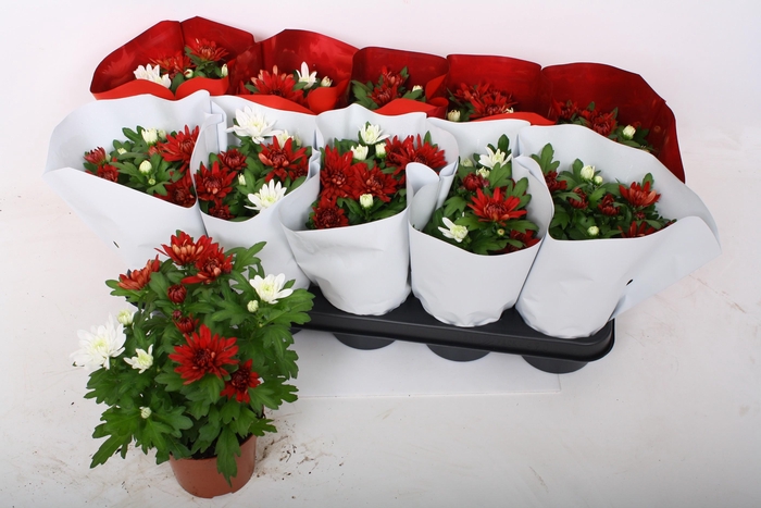 <h4>CHRYS CHRYSTAL GEM</h4>