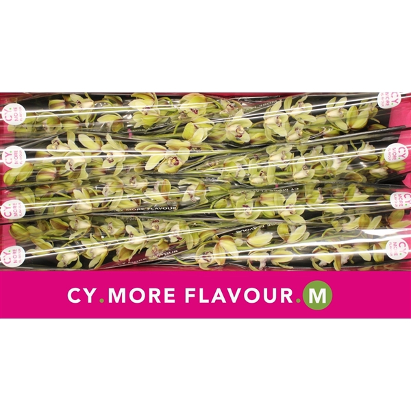 <h4>Mini cymbidium 'Santa Express' 70cm</h4>