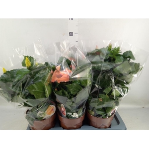 Hibiscus rosa-sin. 'Sunny'  ..mix