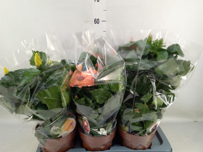 <h4>Hibiscus rosa-sin. 'Sunny'  ..mix</h4>
