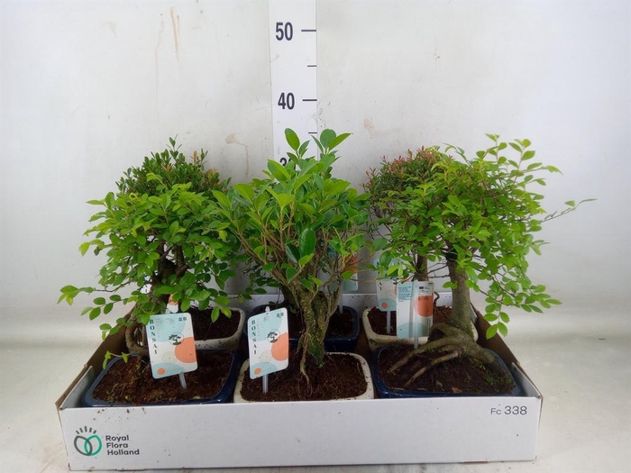 <h4>Bonsai   ...mix</h4>