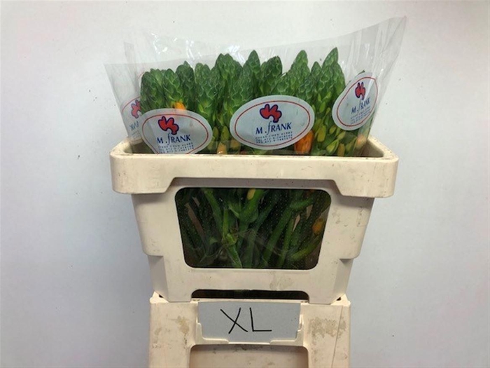 <h4>ORNIT DB MAGIC STAR</h4>