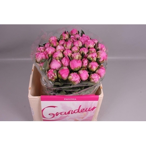 PAEONIA LACT. 'ALEXANDER FLEMING' P