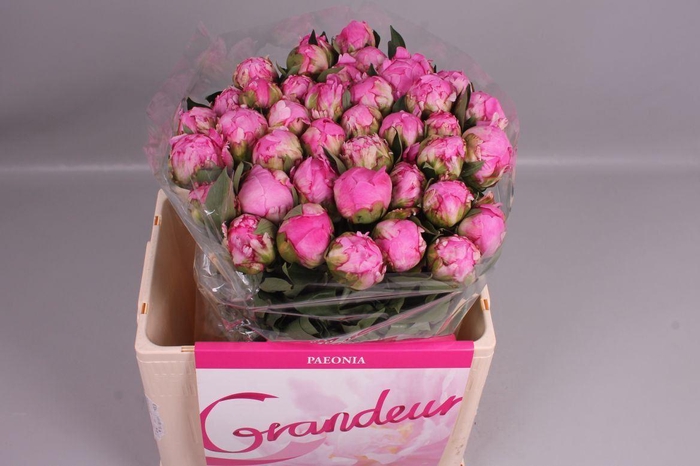 <h4>PAEONIA LACT. 'ALEXANDER FLEMING' P</h4>
