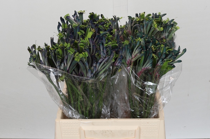 <h4>Anigozanthos Celebartions Carnivale</h4>