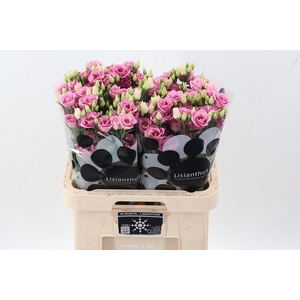 Eus G Rosi Rose Pink