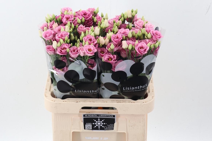 <h4>Eus G Rosi Rose Pink</h4>