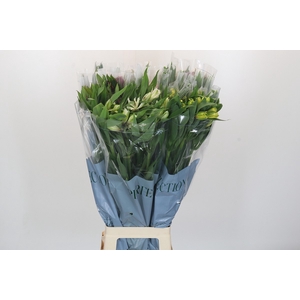 Alstroemeria Mix Perfection