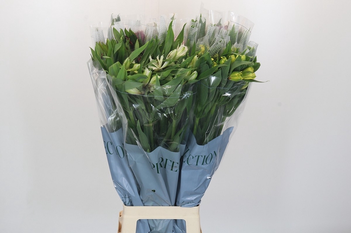 <h4>Alstroemeria Mix Perfection</h4>