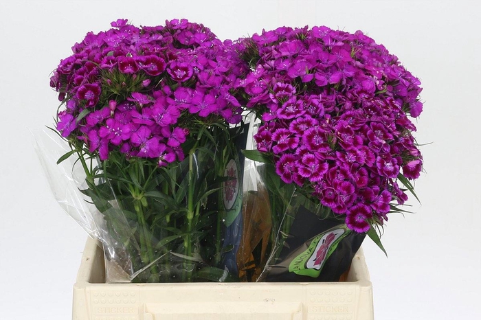 <h4>Dianthus Br Amazon Neon Purple</h4>