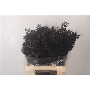 Ruscus. Black Per Stem