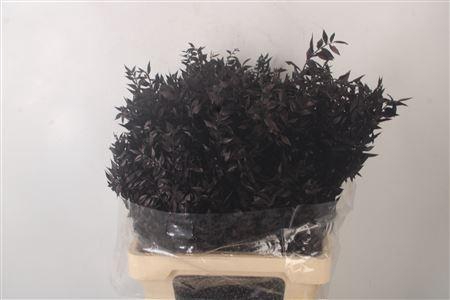 <h4>Ruscus. Black Per Stem</h4>