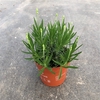 Lavandula angustifolia Aromance White
