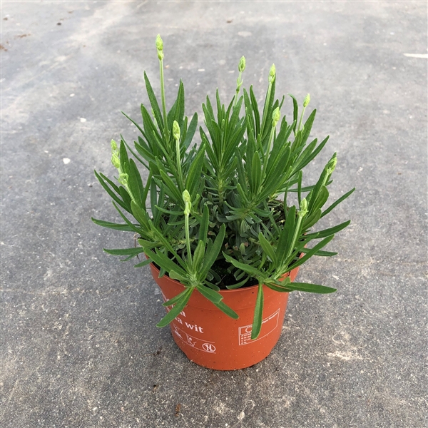 Lavandula angustifolia Aromance White