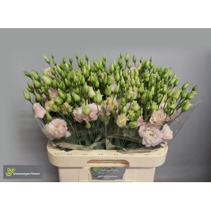 EUS G CHAC SOFT PINK