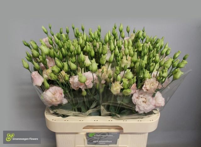 <h4>EUS G CHAC SOFT PINK</h4>
