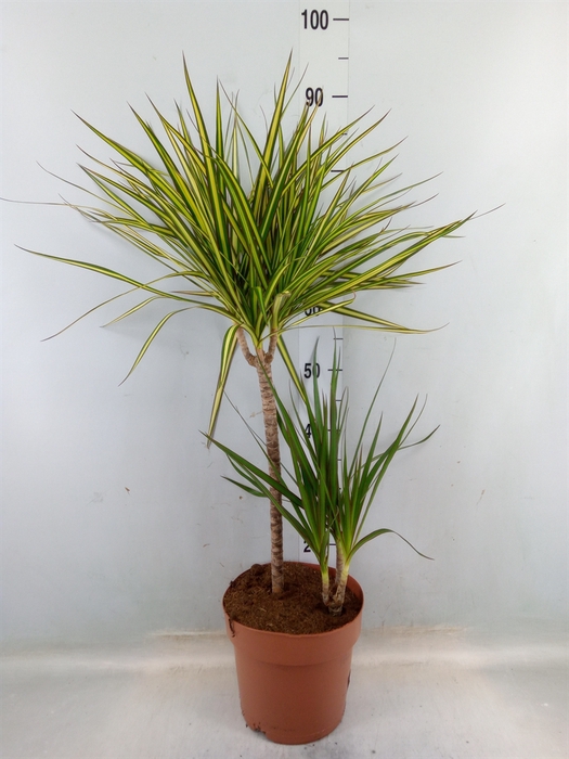 <h4>Dracaena   ...mix</h4>